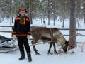 Sami man with reindeer in snow in Lapland, Finland Royalty Free Stock Photo